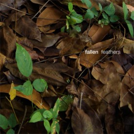 RB076 - fallen - feathers
